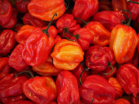 PIMENT HABANERO BIO